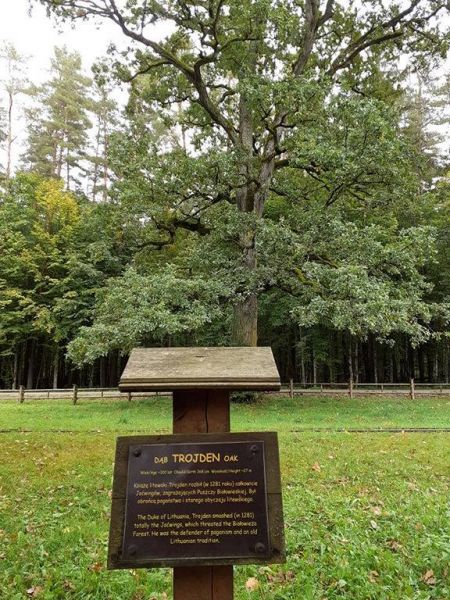 Image-000030
